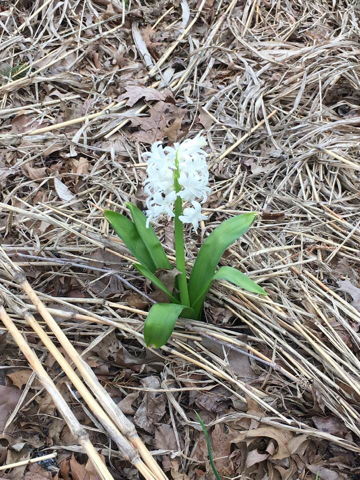 Hyacinth _ first of Spring