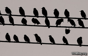 non-conformity-win_Birds